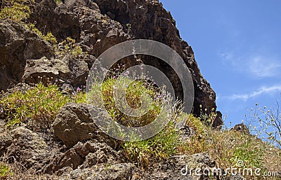 Western Gran Canaria, May Stock Photo