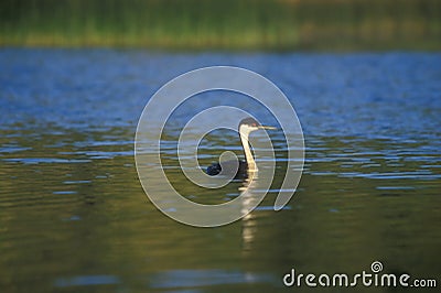 Western Grebe Alone in a Lake Stock Photo