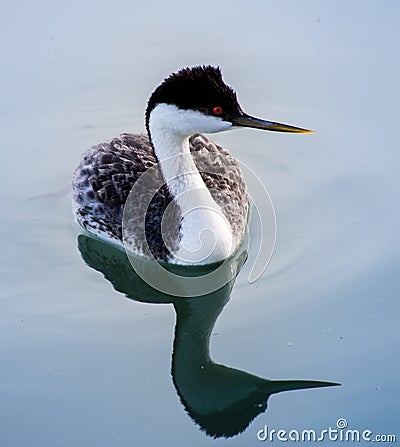 Western Grebe Stock Photo