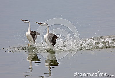 Western Grebe on Lake Stock Photo