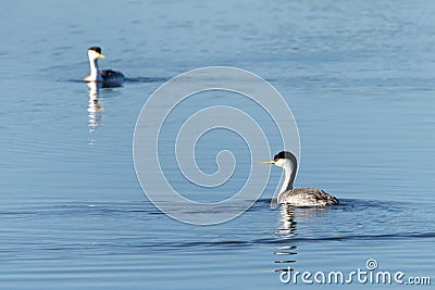 Two western grebes swimming on a lake Stock Photo