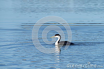 Western grebe swimming on a shallow lake Stock Photo