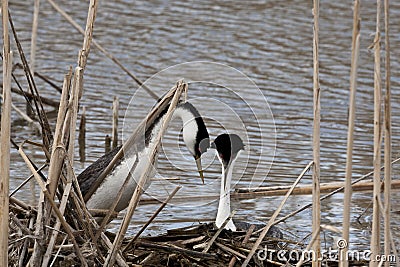 Western Grebes. Stock Photo