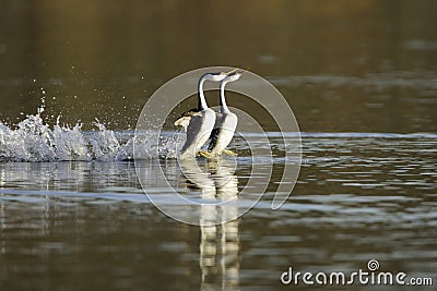 Western Grebes Courting Stock Photo