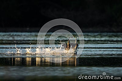 Western Grebes floating on the water surface during sunset Stock Photo