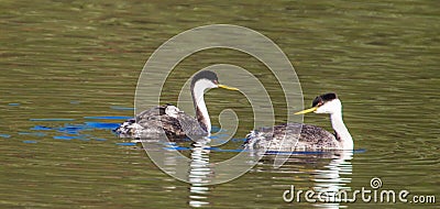 Western Grebes Stock Photo