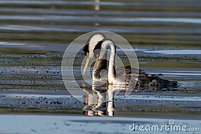 Western grebes swimming in the lake. Stock Photo
