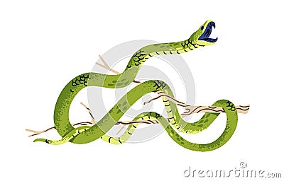 Western green mamba attacks. Venomous slender snake on tree branch. Dangerous exotic serpent with open mouth. Tropical Vector Illustration