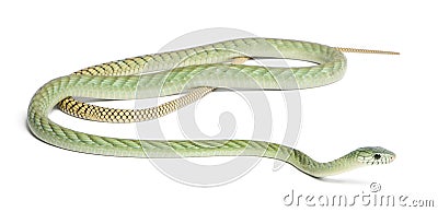 Western green mamba - Dendroaspis viridis Stock Photo