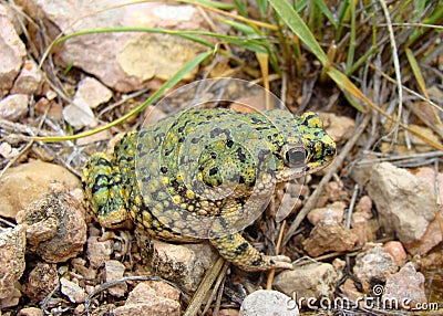 Western Green Toad, Anaxyrus debilis Stock Photo