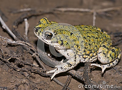 Western green toad Stock Photo