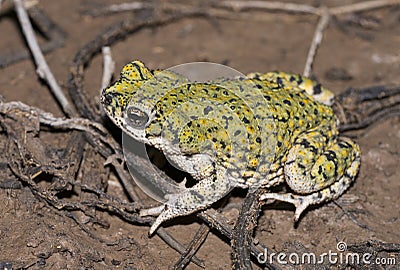 Western green toad Stock Photo