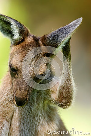 Western Grey Kangaroo Stock Photo