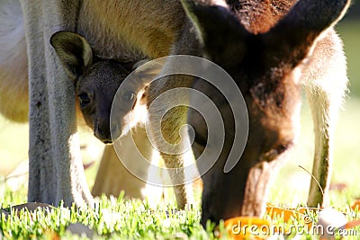 Western Grey Kangaroo Stock Photo