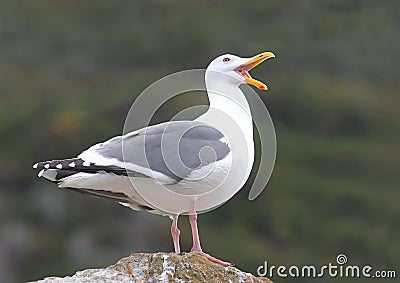 Western Gull Stock Photo