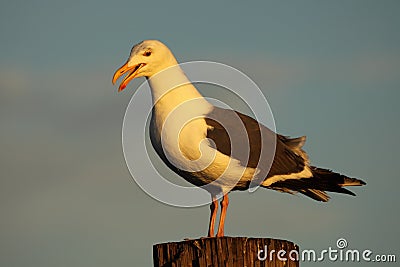 Western Gull Calling Stock Photo