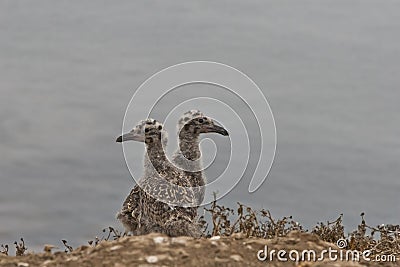 Western gull chicks Stock Photo