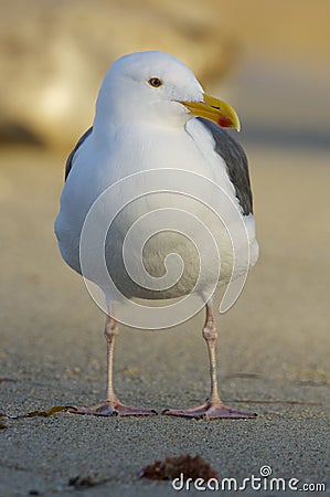 Western Gull, Larus occidentalis Stock Photo