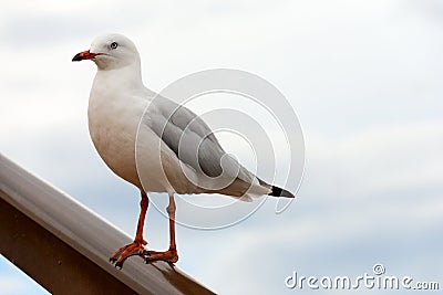 Western Gull Stock Photo