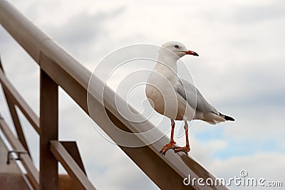 Western Gull Stock Photo