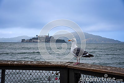 A Western Gull on a Pier by San Francisco Bay, with Alcatraz Island in the Background Stock Photo