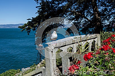 A Western Gull Seagull sits perched on a concrete ledge of ruins in Alcatraz Island on a sunny day Stock Photo