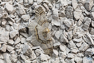 Western hemlock looper moths Stock Photo