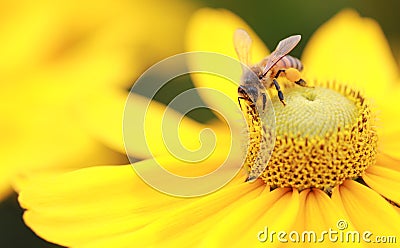 Western Honey Bee (Apis mellifera) Stock Photo