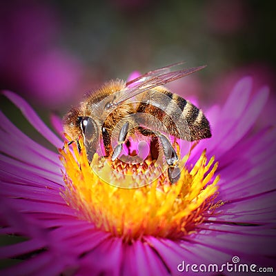 The Western honey bee. Stock Photo