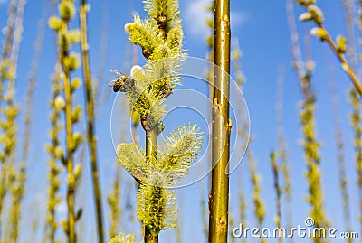 Western honey bee collecting pollen from male catkin willow Salix sp.. Bee will later produce honey Stock Photo