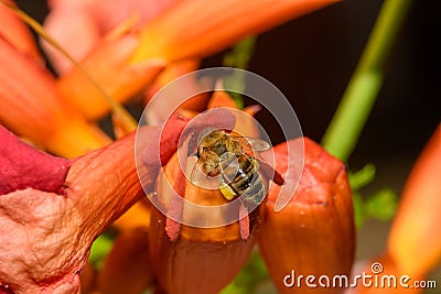 Western honey bee or European honey bee Apis mellifera on Trumpet Vine Flower Stock Photo