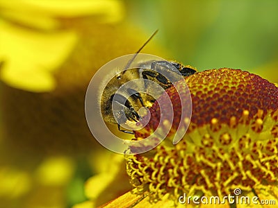Western honey bee, European honey bee Stock Photo