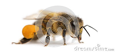 Western honey bee or European honey bee, Apis Stock Photo