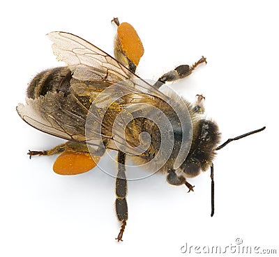 Western honey bee or European honey bee, Apis Stock Photo