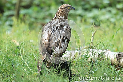 Western honey buzzard Stock Photo