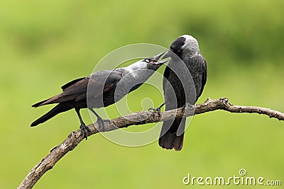 Western jackdaw Corvus monedula, also known as the Eurasian jackdaw, pair sitting on the branch with green background. Comic Stock Photo