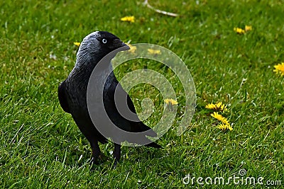 Western jackdaw, Corvus monedula sits on the grass Stock Photo