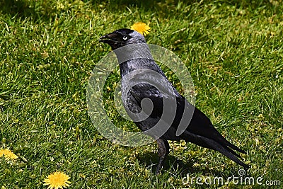 Western jackdaw, Corvus monedula sits on the grass Stock Photo