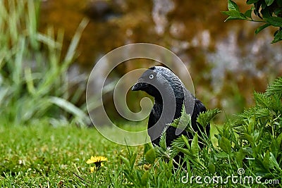 Western jackdaw, Corvus monedula sits on the grass Stock Photo