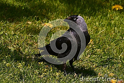 Western jackdaw, Corvus monedula sits on the grass Stock Photo