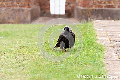 Western Jackdaw. Front view of a western jackdaw, crow family bird sitting on a lawn with green grass Stock Photo