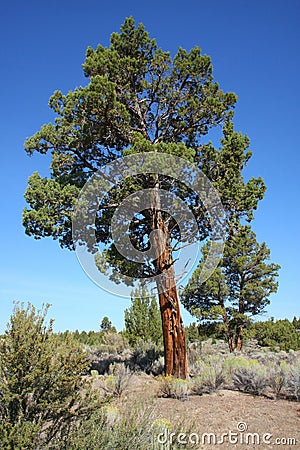 Western Juniper (Juniperus occidentalis) Stock Photo