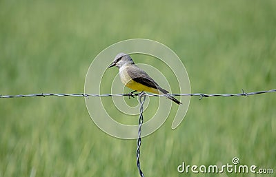 Western King Bird on Fence Stock Photo