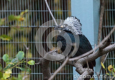 Western long-tailed hornbill Horizocerus albocristatus Stock Photo