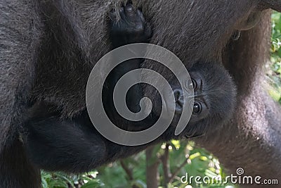 Western Lowland Gorilla Baby Stock Photo