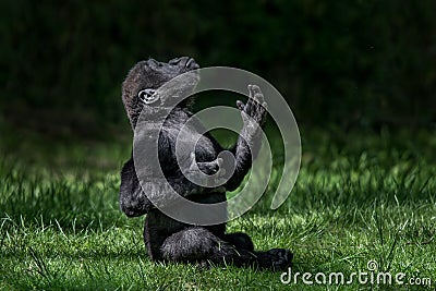 Western Lowland Gorilla Baby II Stock Photo