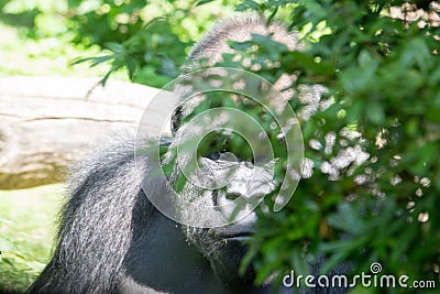 Western lowland gorilla hidding behind a bush Stock Photo