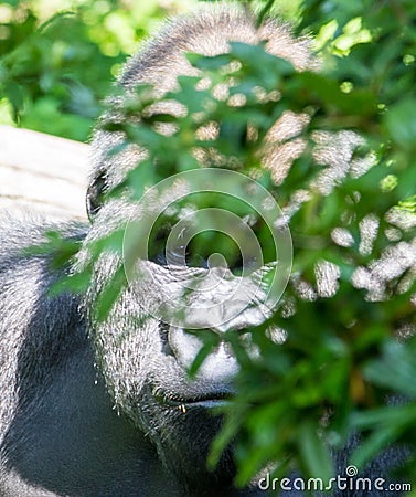 Western lowland gorilla hidding behind a bush Stock Photo