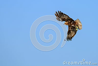 Western marsh harrier or Circus aeruginosus, of the Accipitridae family. Stock Photo