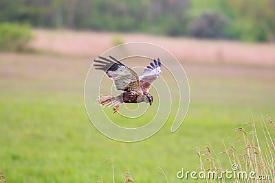 Flying western marsh harrier, the Netherlands Stock Photo